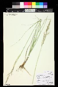 Calamovilfa longifolia image