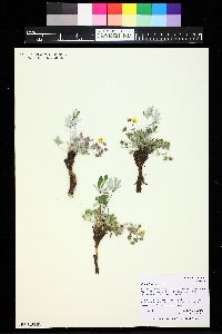 Potentilla concinna image