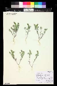 Alyssum desertorum image