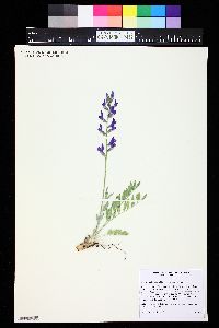 Oxytropis lambertii image