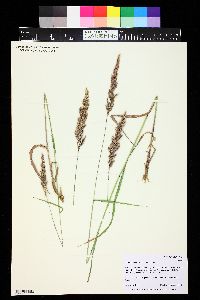 Calamagrostis stricta image