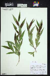 Salix lucida subsp. caudata image