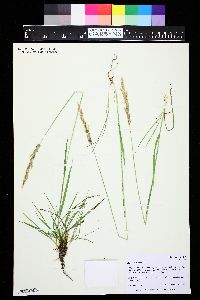 Agrostis exarata image