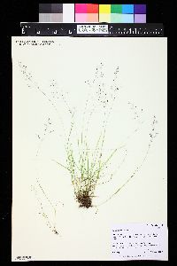 Agrostis idahoensis image