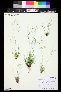 Agrostis idahoensis image