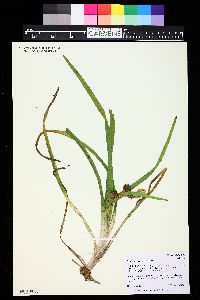 Sparganium angustifolium image