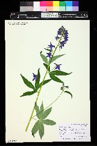 Delphinium barbeyi image