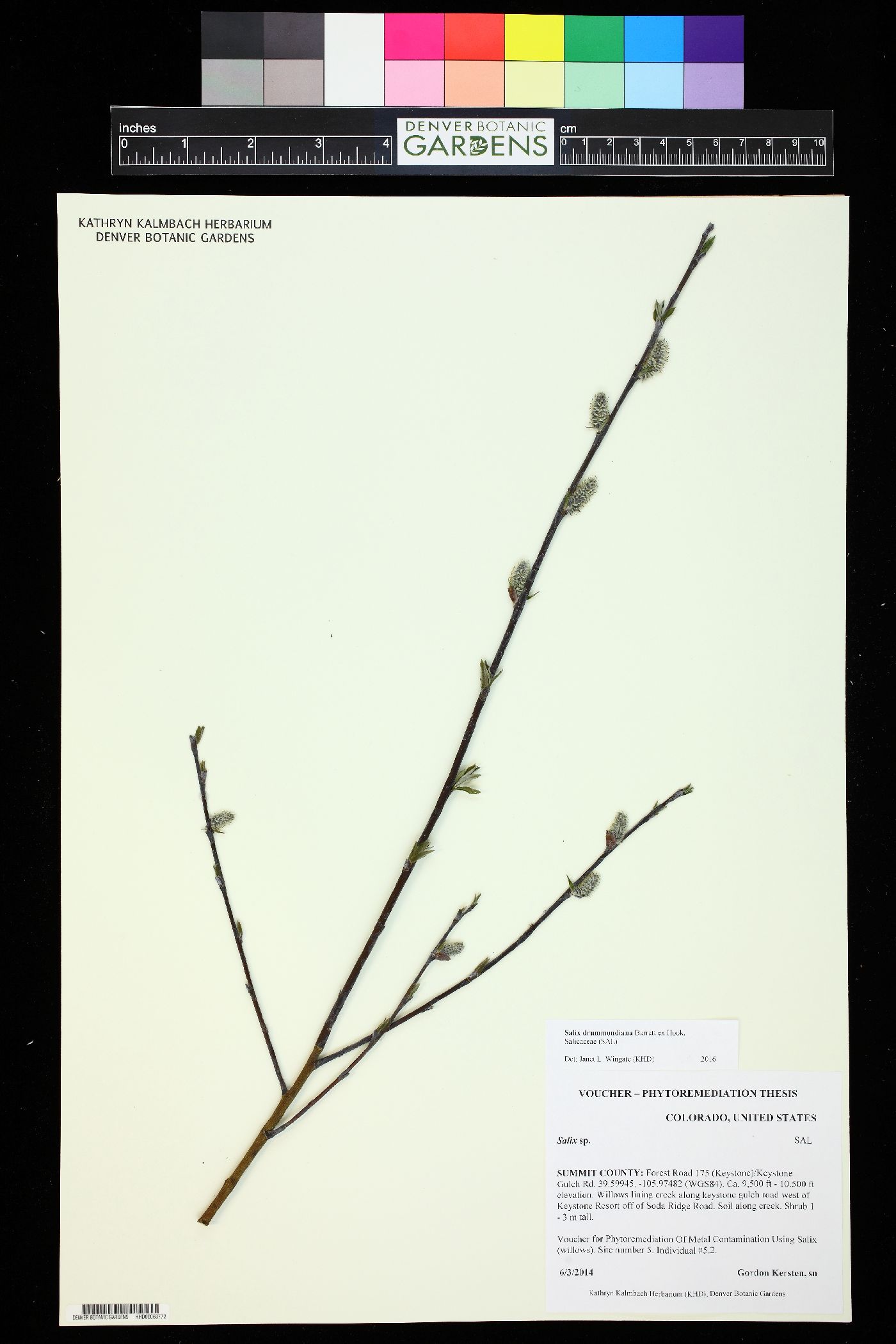 Salix drummondiana image