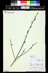 Salix drummondiana image