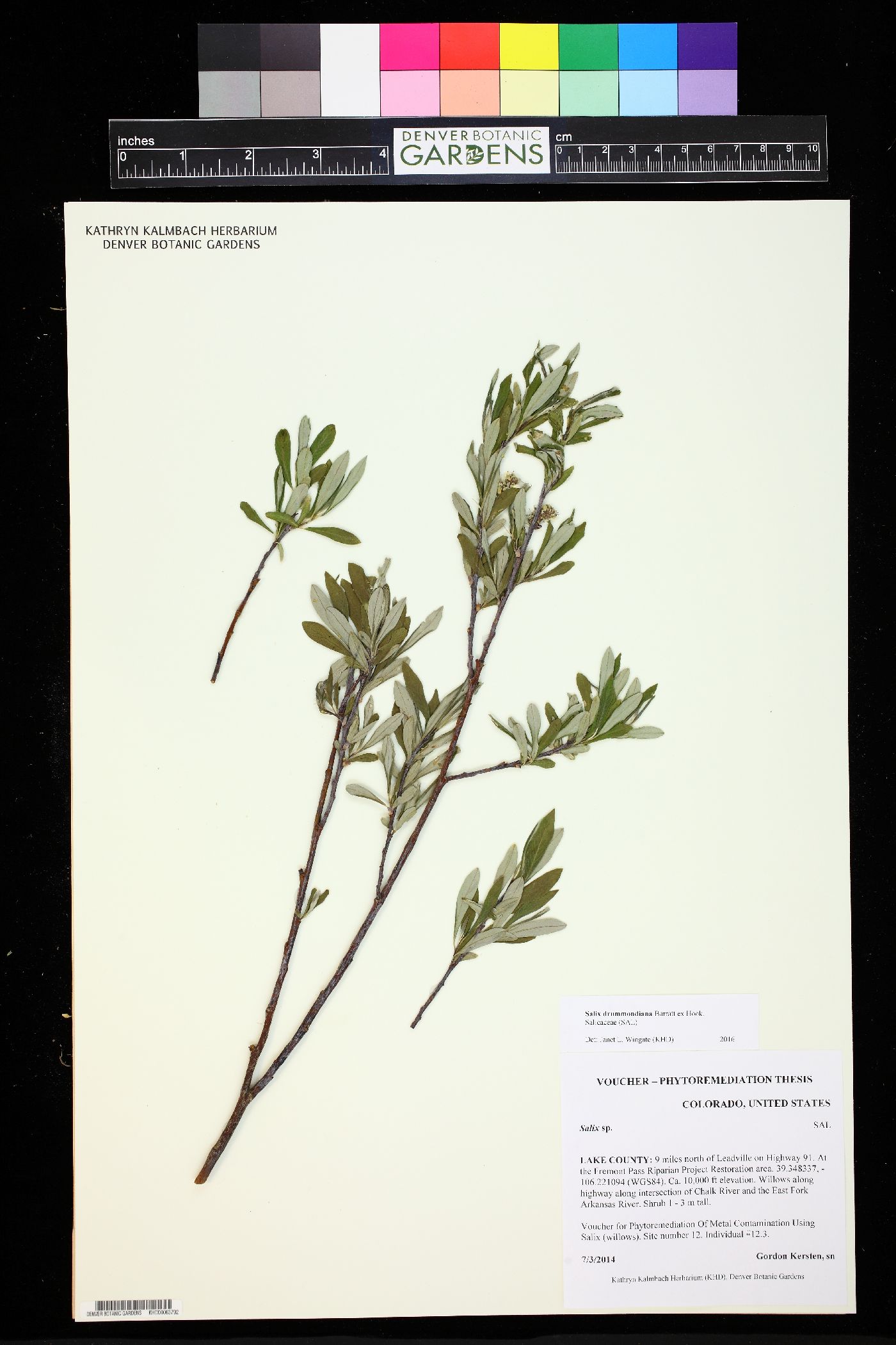 Salix drummondiana image