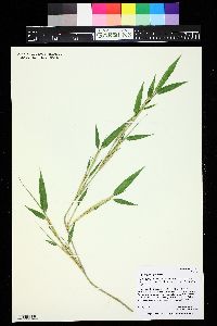 Phyllostachys nigra image