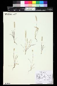 Plantago patagonica image