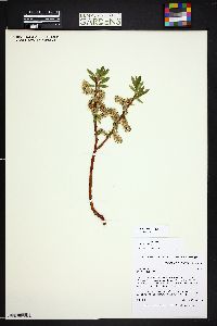 Salix monticola image