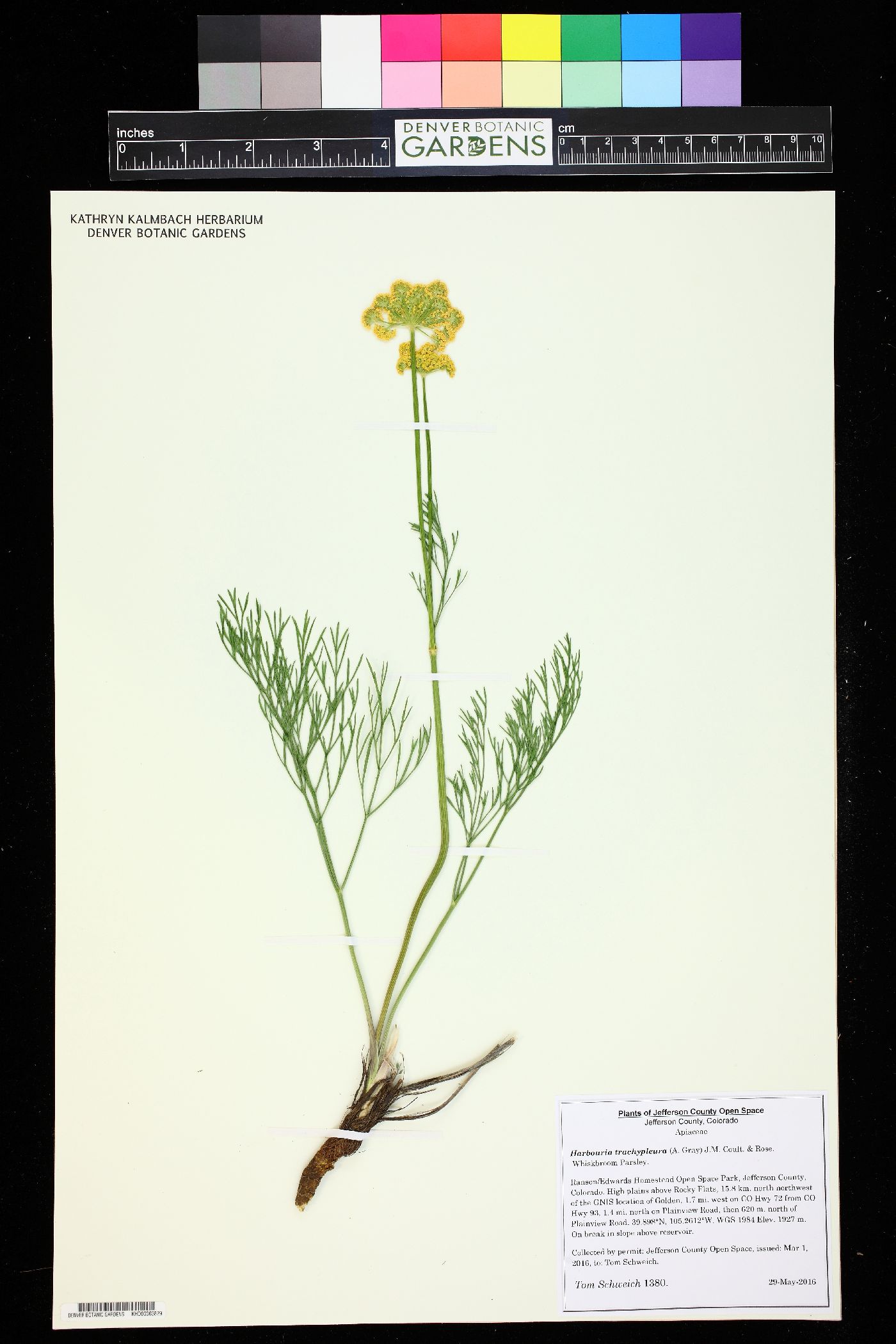 Harbouria trachypleura image