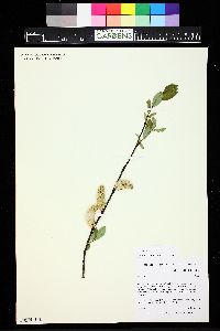 Salix planifolia image