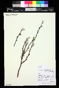 Salix planifolia image