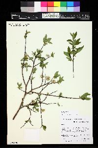 Salix planifolia image