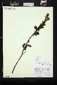 Salix monticola image