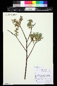 Salix brachycarpa image