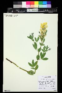 Thermopsis divaricarpa image