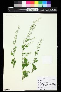 Chenopodium fremontii image