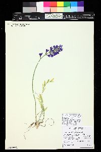 Oxytropis lambertii image