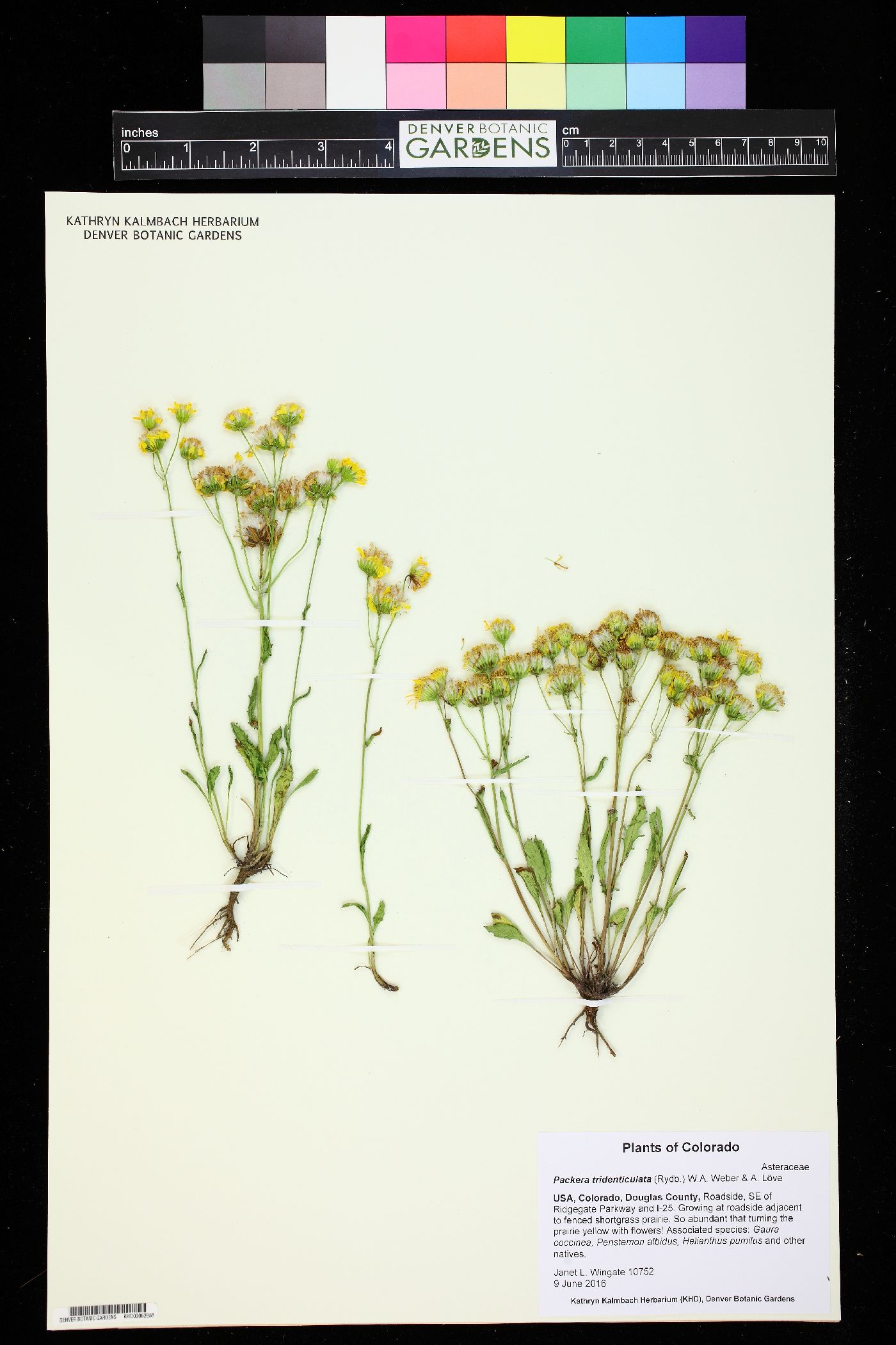 Packera tridenticulata image