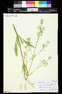 Valeriana edulis image