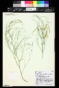 Astragalus convallarius image