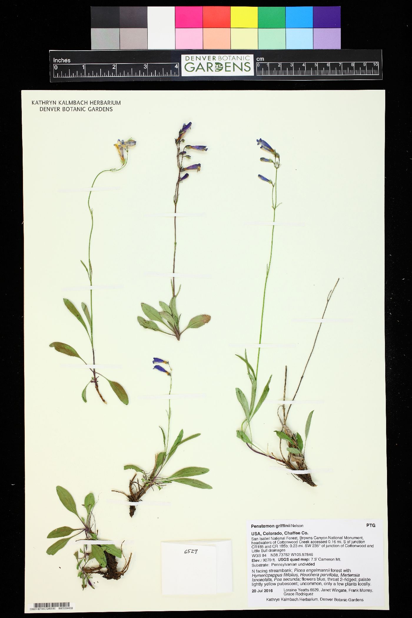 Penstemon griffinii image