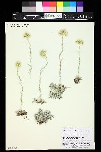 Antennaria microphylla image