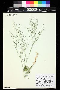 Eriogonum cernuum image