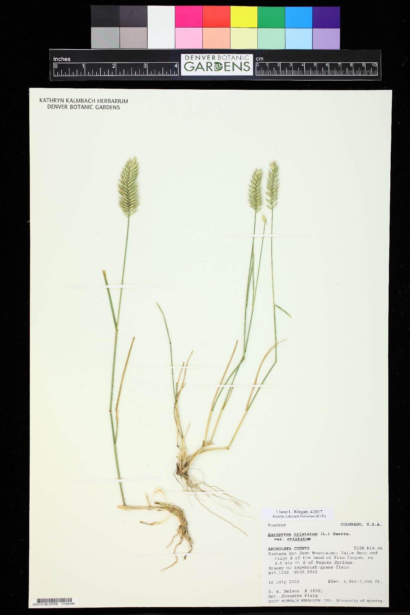 Agropyron cristatum subsp. cristatum image