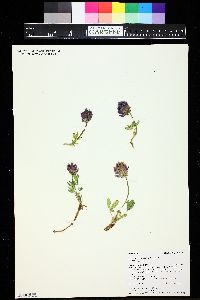 Trifolium parryi image