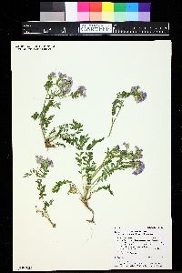 Polemonium pulcherrimum image