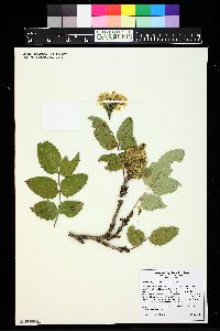 Mahonia repens image