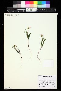 Claytonia rosea image