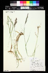 Calamagrostis stricta image