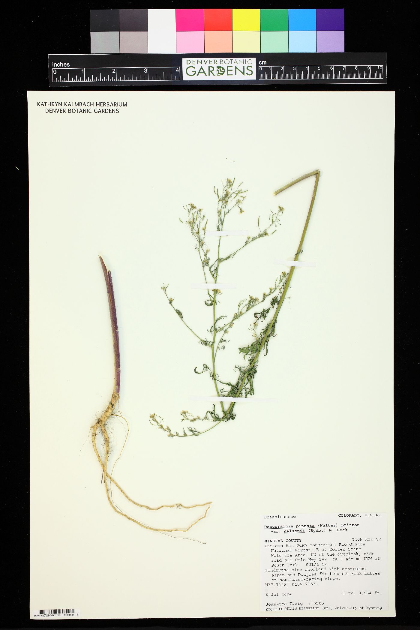Descurainia nelsonii image