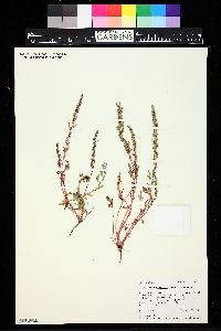 Blitum nuttallianum image