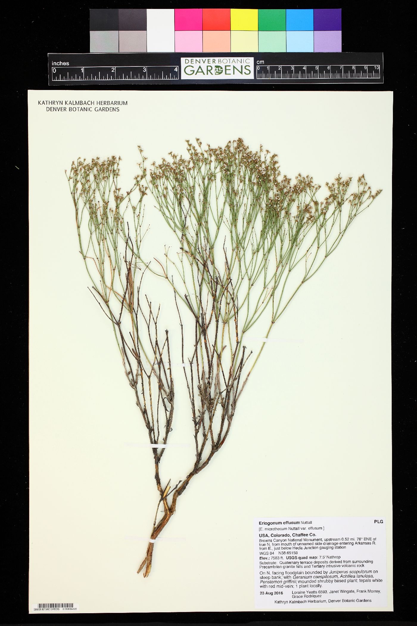 Eriogonum effusum image