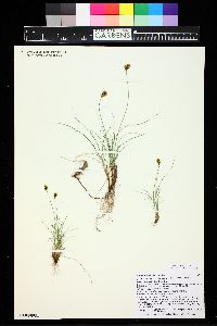 Carex duriuscula image