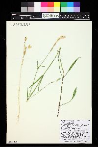 Silene drummondii image