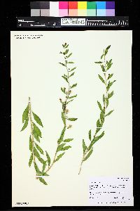 Lycium barbarum image