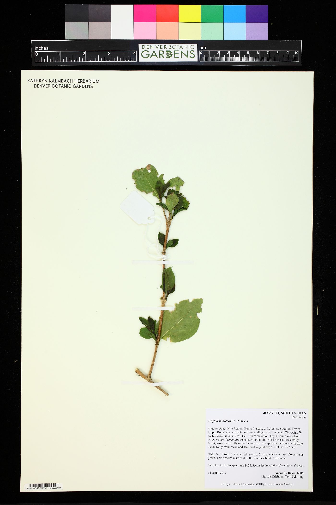 Coffea neoleroyi image