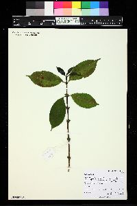 Coffea arabica image