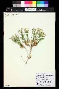Chaetopappa ericoides image