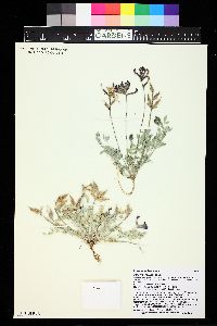 Astragalus missouriensis image