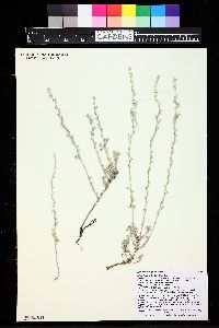 Artemisia frigida image