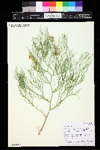 Astragalus pectinatus image